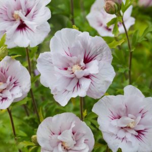 Студоустойчив хибискус Hibiscus China Chiffon