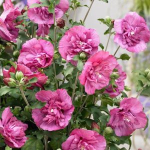 Студоустойчив хибискус Hibiscus Duc de Brabant