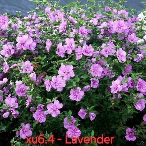 Студоустойчив хибискус Hibiscus Lavender