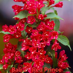 Вайгела Red Prince
