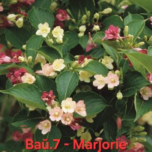 Вайгела Marjorie