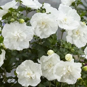 Студоустойчив хибискус Hibiscus White Chiffon