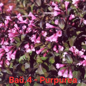 Вайгела Purpurea