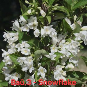 Вайгела Snowflake
