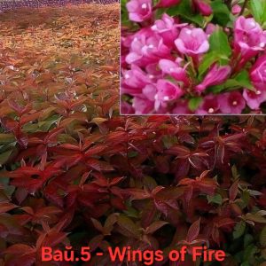 Вайгела Wings of Fire