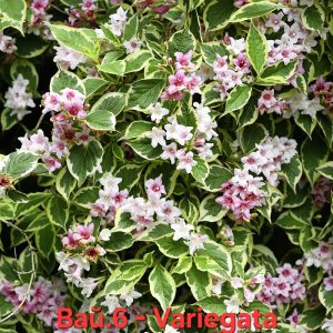 Вайгела Variegata