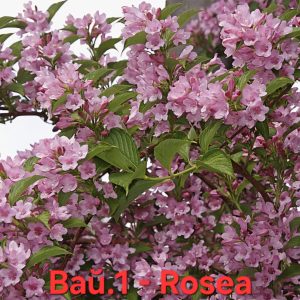 Вайгела Rosea